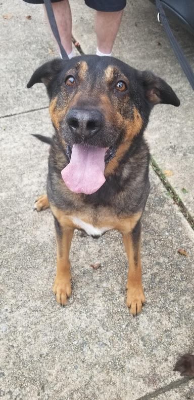 Lab Rescue - Peyton.jpg